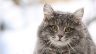 cat_sm2